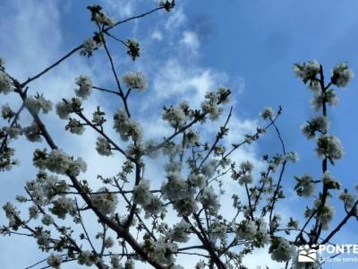 Cerezos flor Jerte; Nogaleas; senderismo con imaginación; hiking;turismo activo madrid